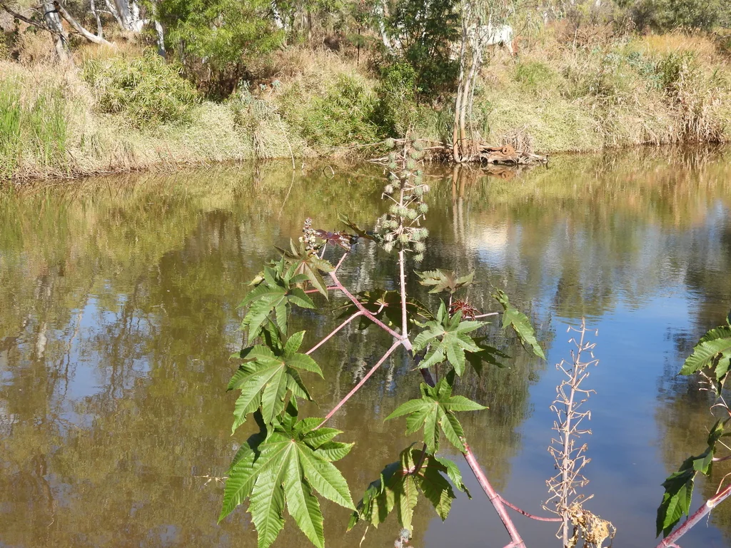 Ricinus Communis