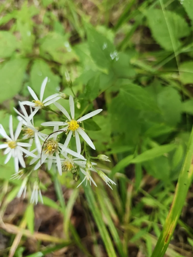 Eurybia divaricata