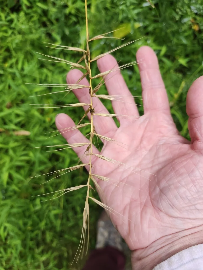 Elymus Hystrix