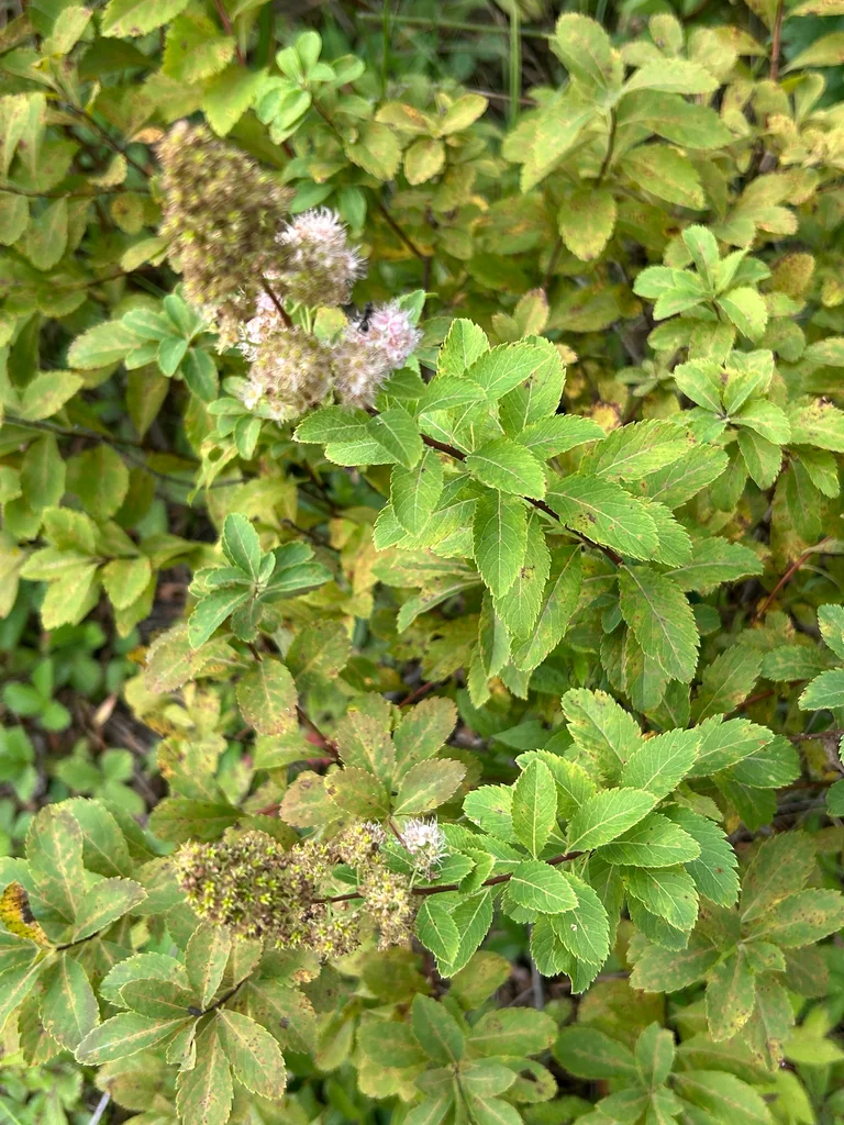 Spiraea Alba