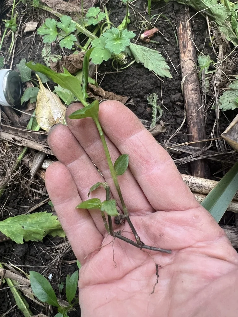Tradescantia fluminensis