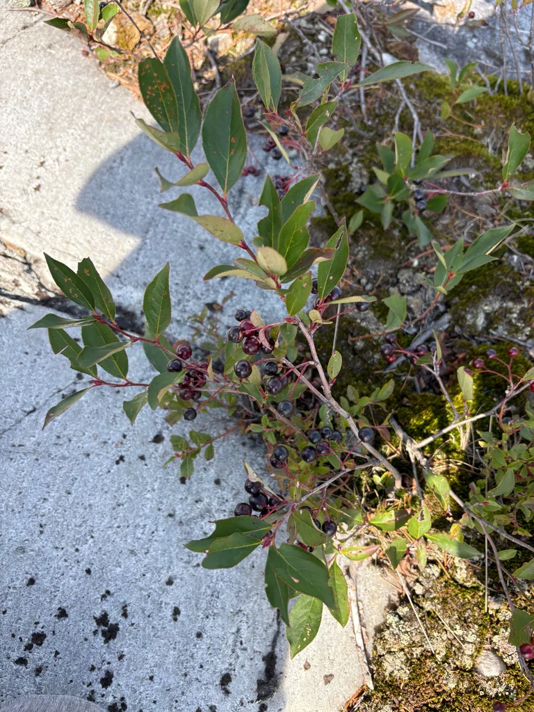Aronia melanocarpa