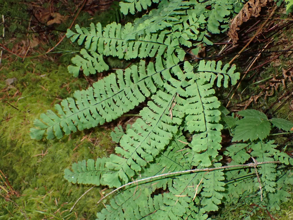 Adiantum Aleuticum