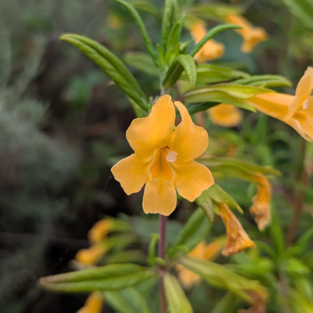 Mimulus Aurantiacus