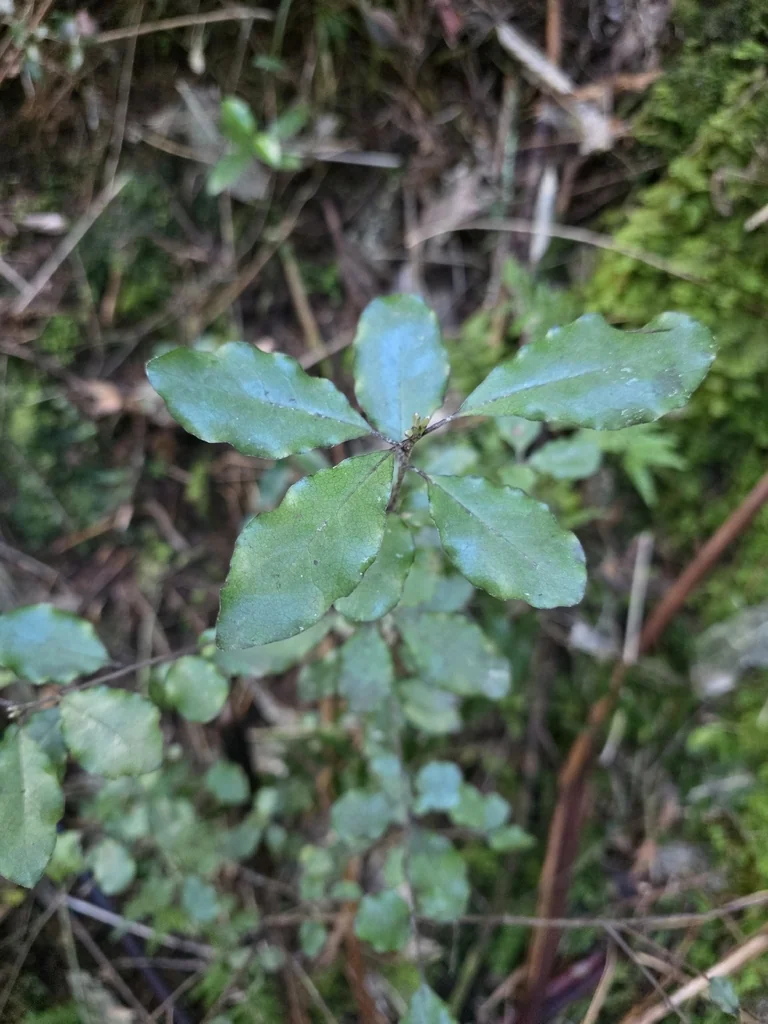Pittosporum Tenuifolium