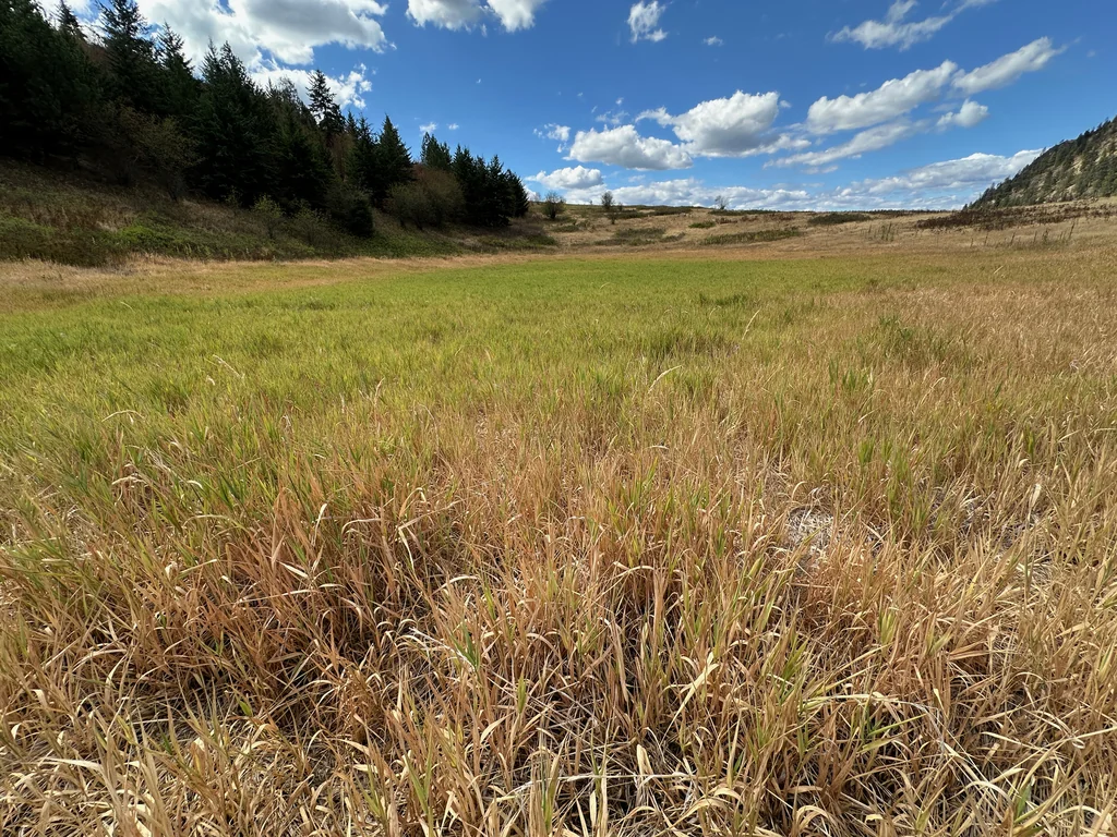 Phalaris Arundinacea Picta