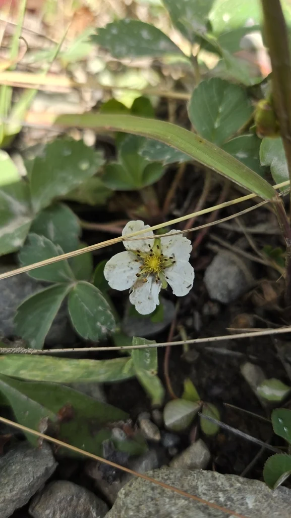 Fragaria Virginiana