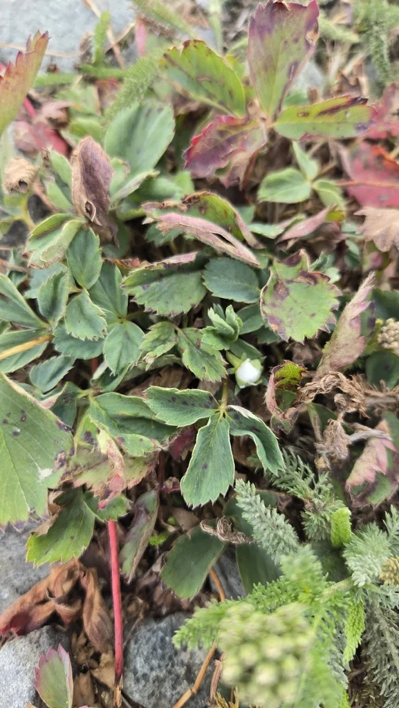 Fragaria Virginiana
