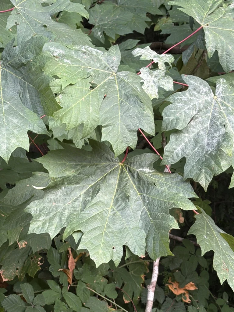 Acer Macrophyllum