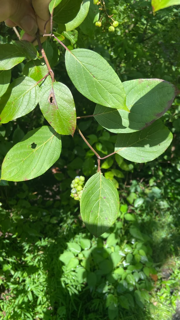 Cornus Amomum