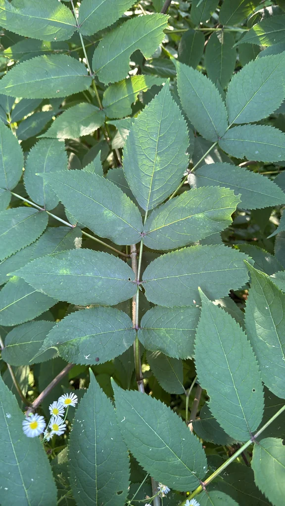 Sambucus Racemosa