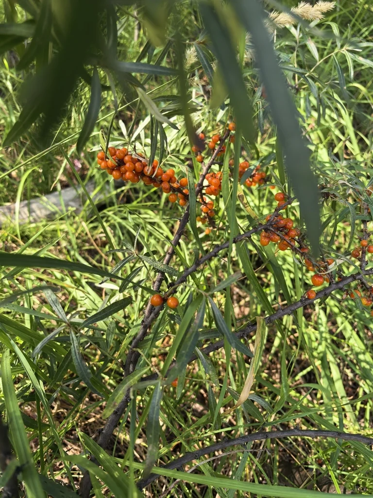 Hippophae Rhamnoides