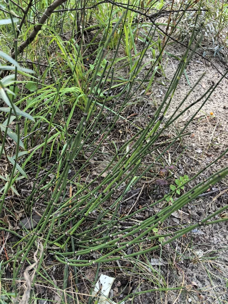 Equisetum Hyemale