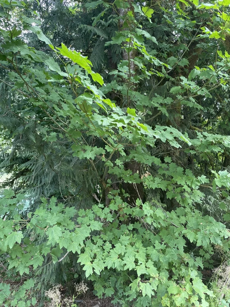 Acer Circinatum
