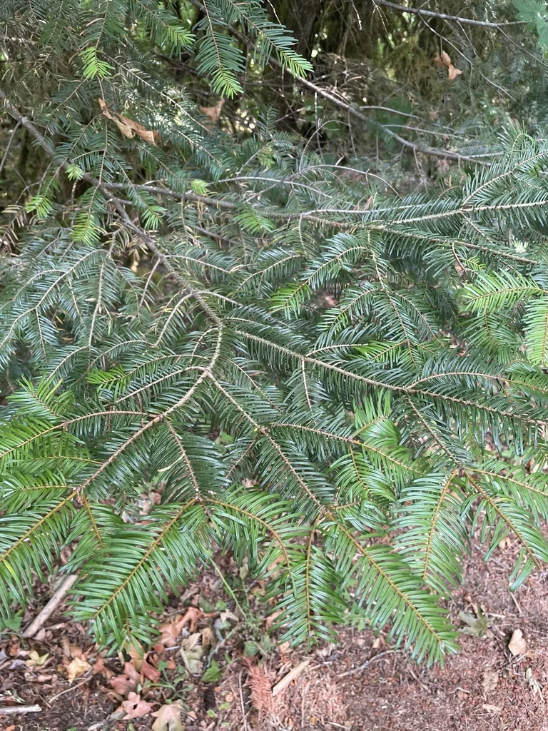 Abies Grandis