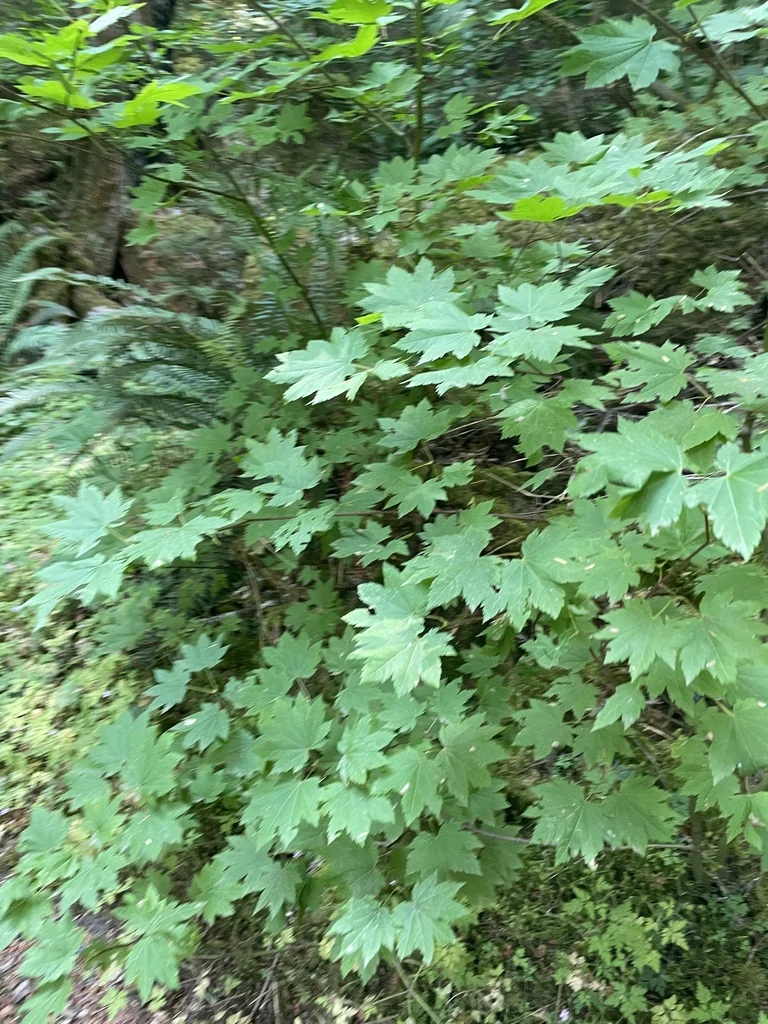 Acer Palmatum