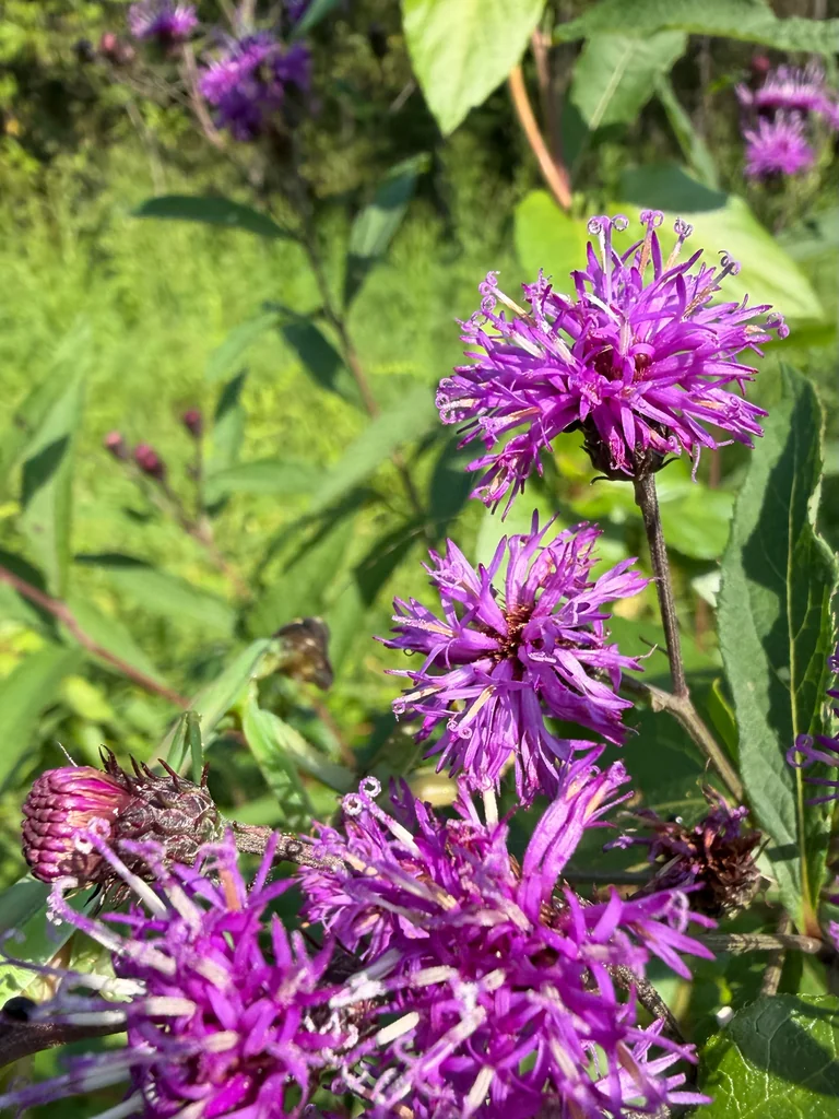Vernonia Noveboracensis