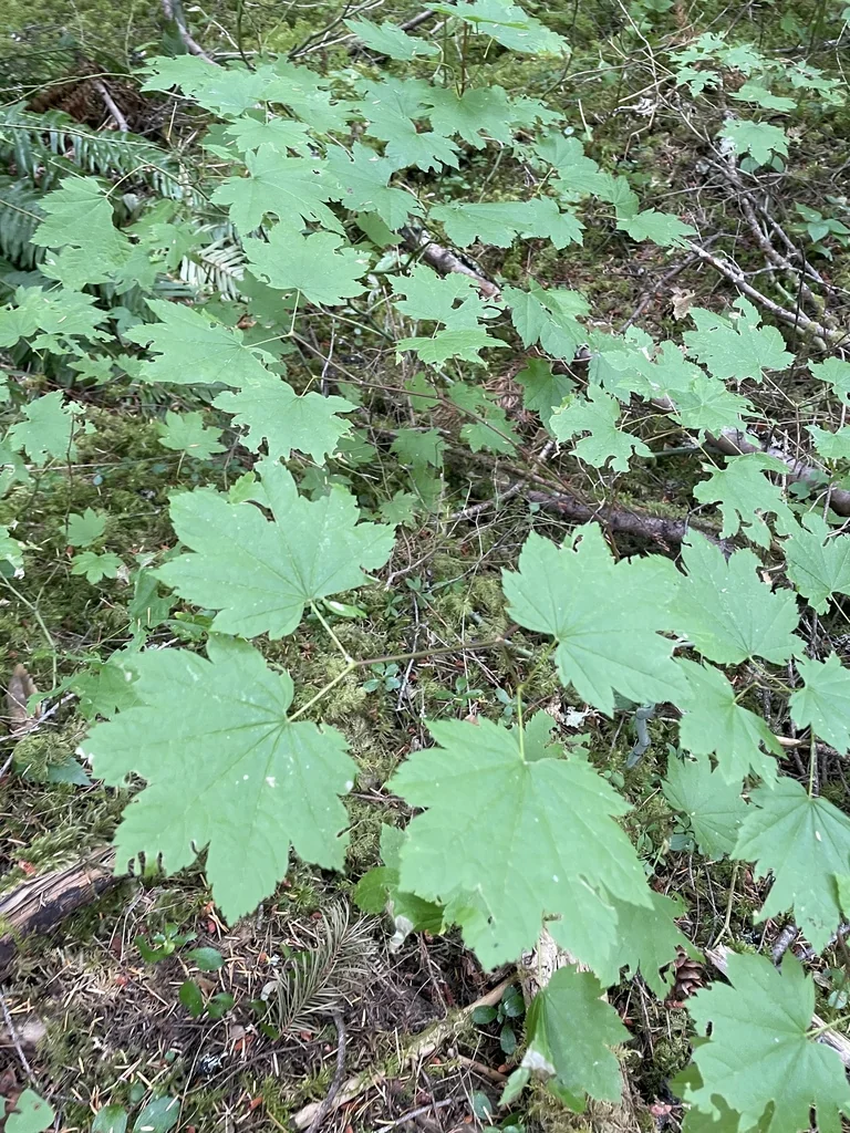 Acer Palmatum