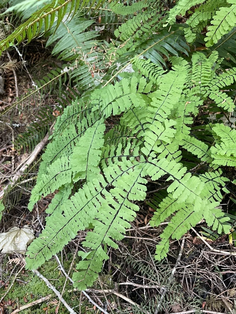 Adiantum Aleuticum