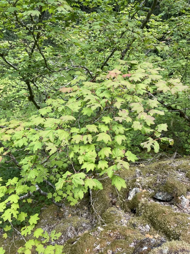 Acer Palmatum