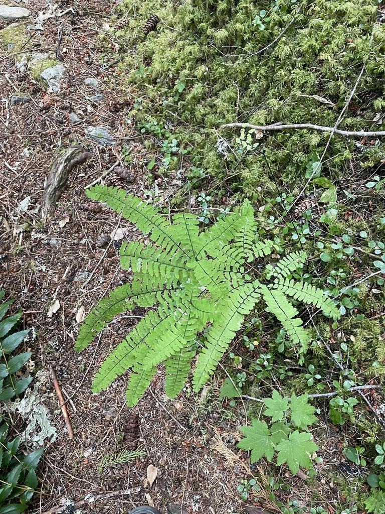 Adiantum Aleuticum