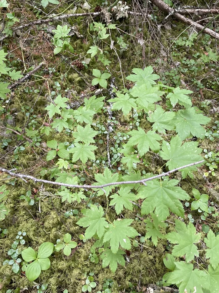 Acer Palmatum