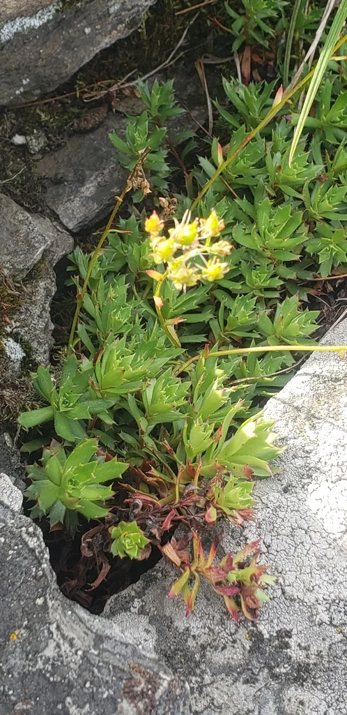 Saxifraga Tricuspidata