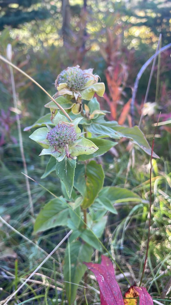 Monarda fistulosa