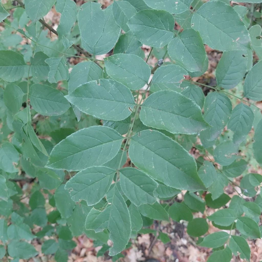 Fraxinus Ornus