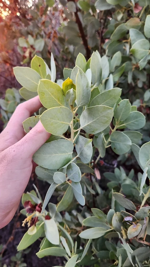Arctostaphylos Glauca