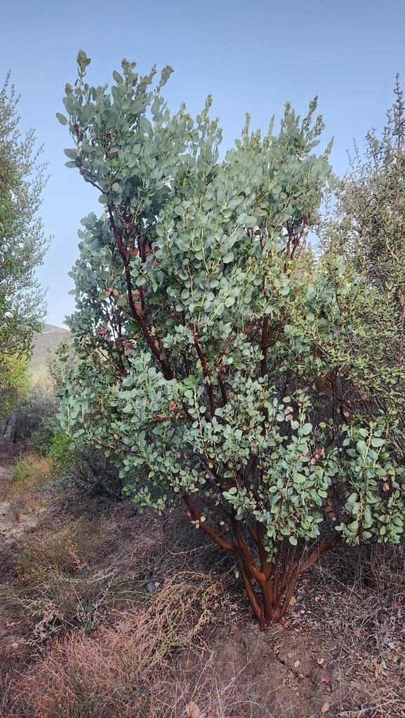 Arctostaphylos Glauca