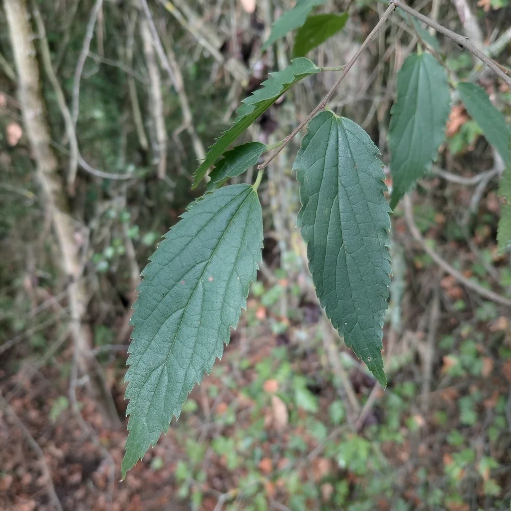 Celtis Australis