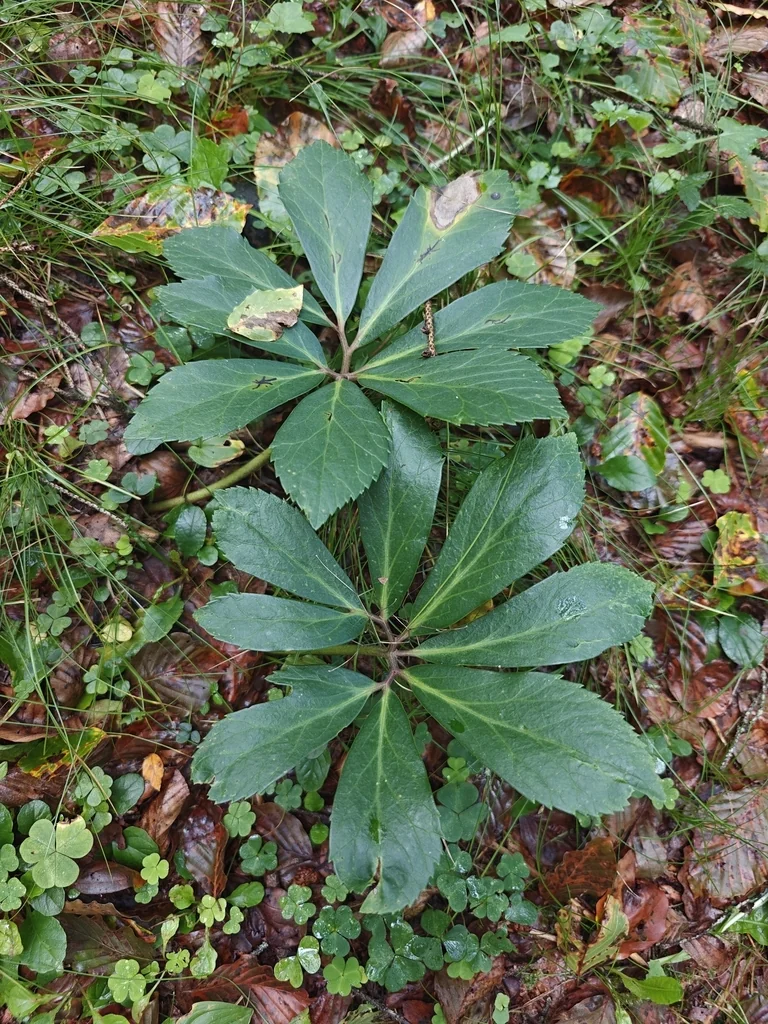 Helleborus Niger