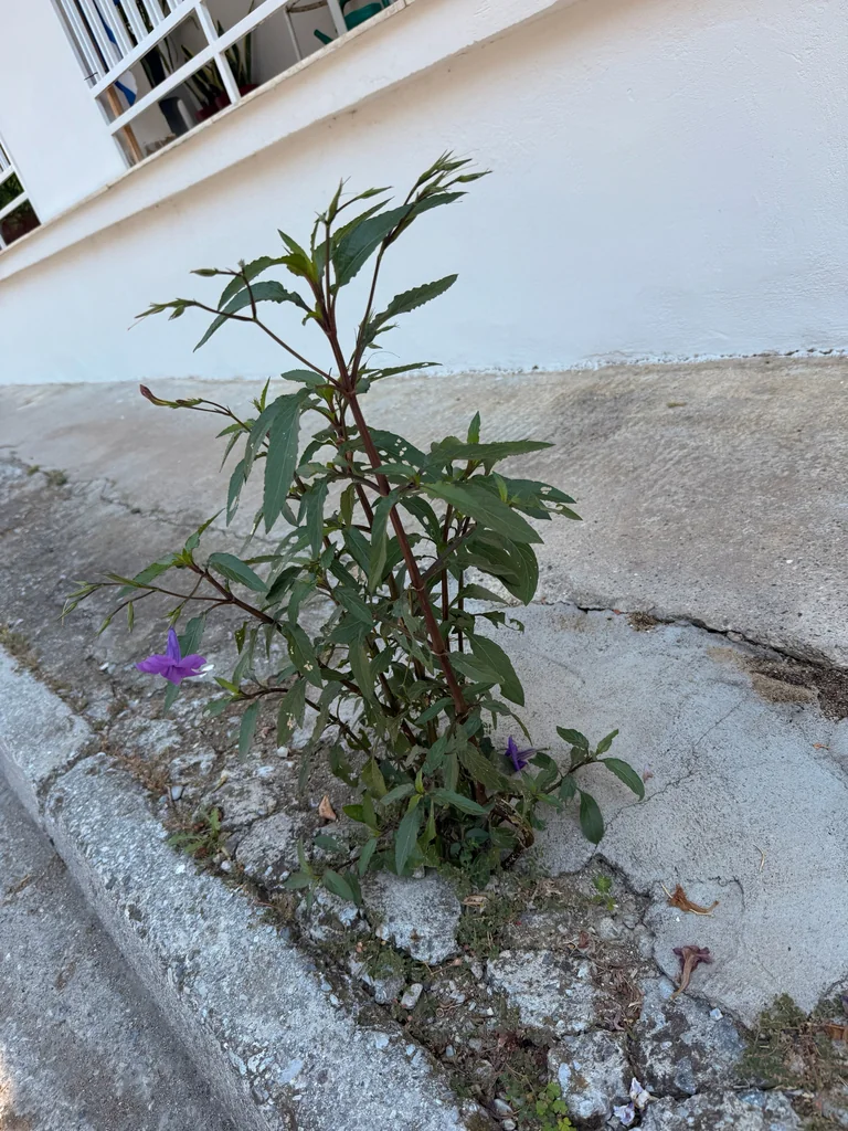 Ruellia Brittoniana