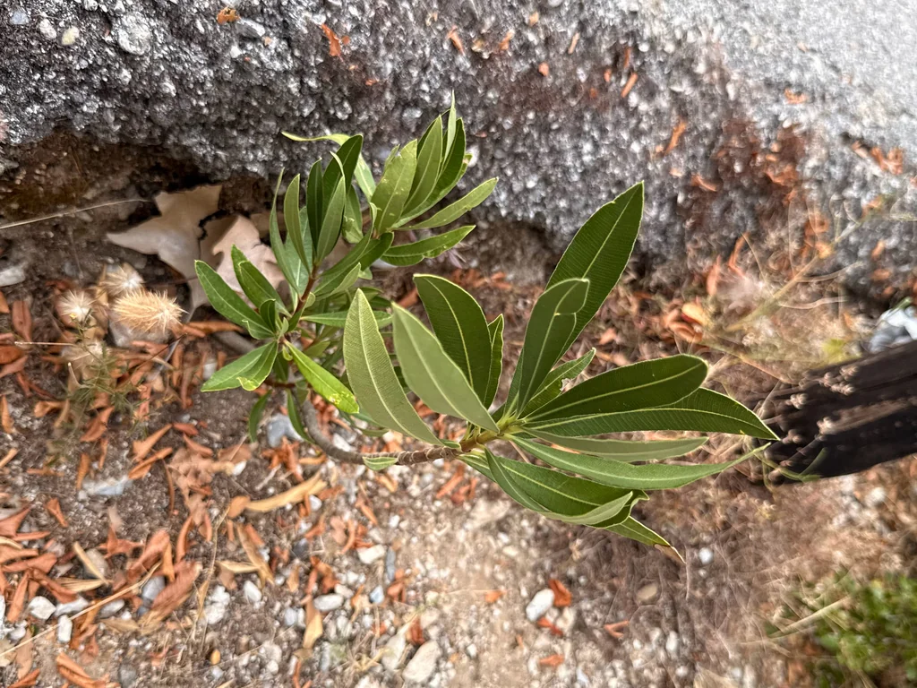 Nerium Oleander