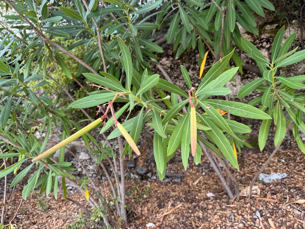 Nerium Oleander