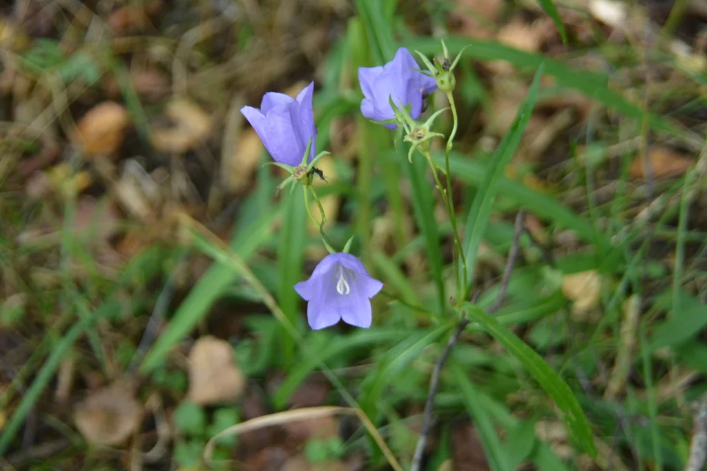 Campanula Persicifolia