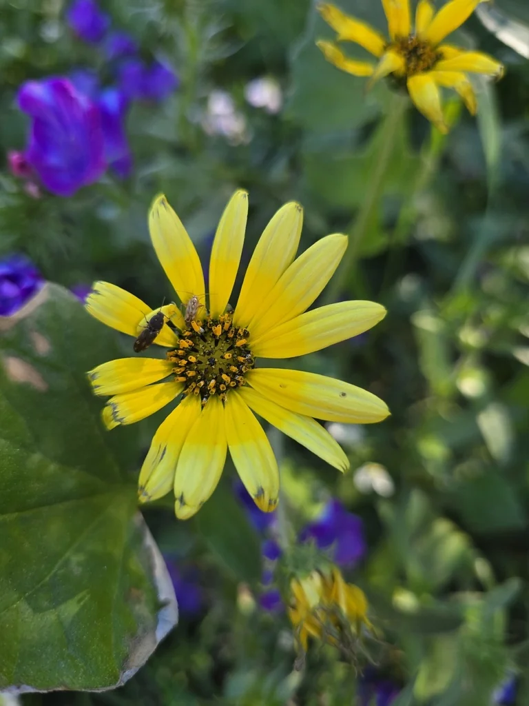 Arctotheca Calendula