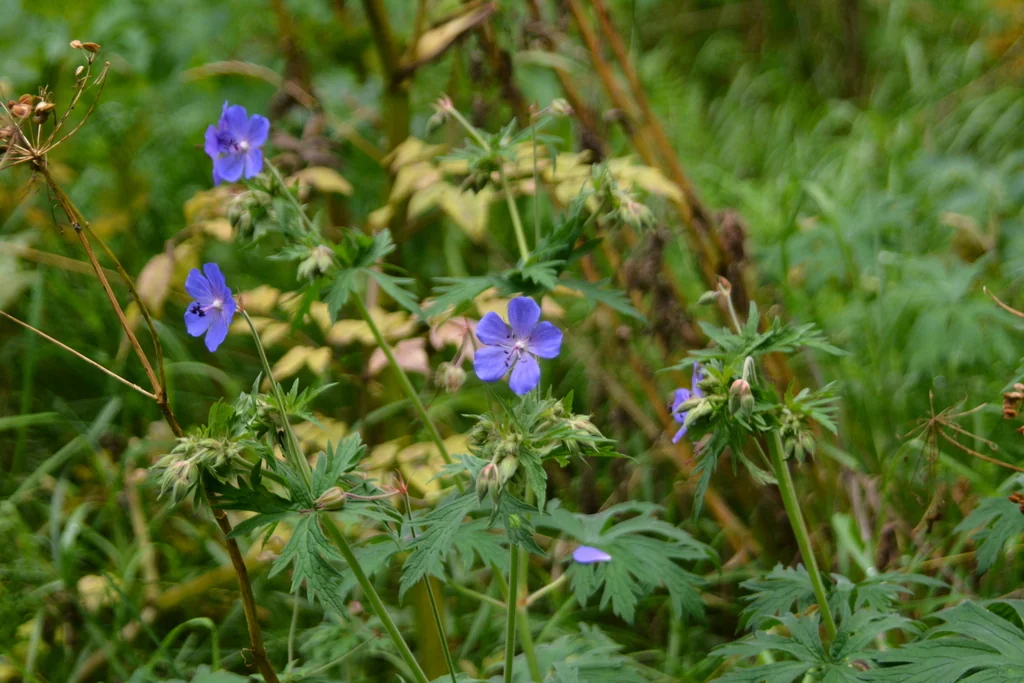 Geranium pratense