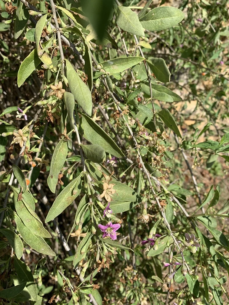 Lycium Barbarum