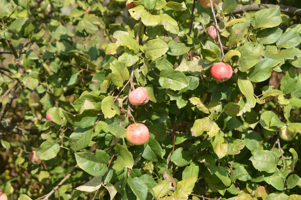 Malus Pumila