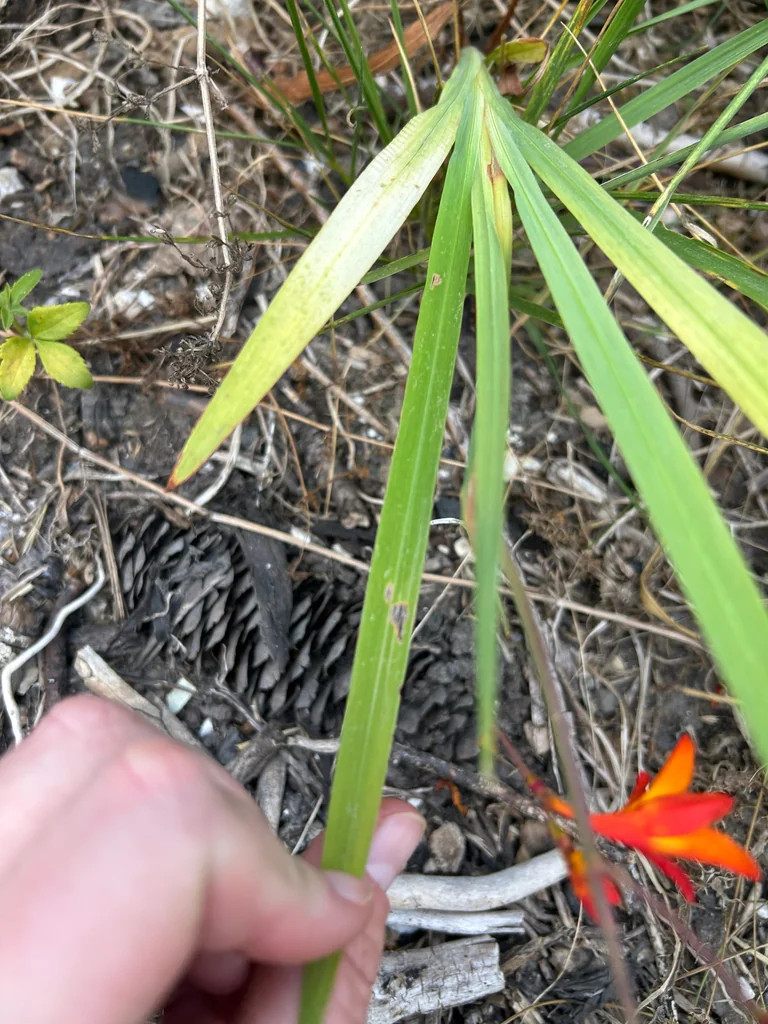 Crocosmia X Crocosmiiflora