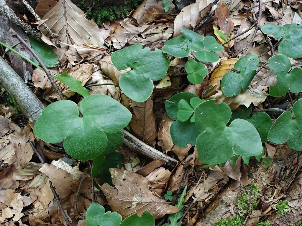 Hepatica Nobilis