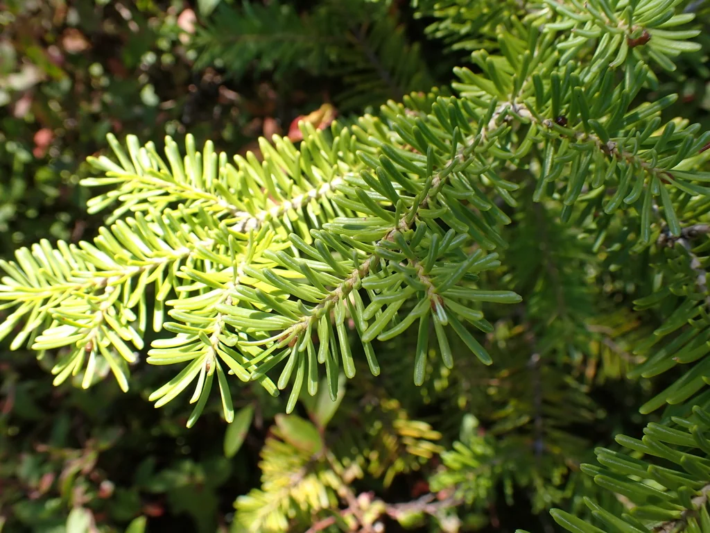 Abies Balsamea