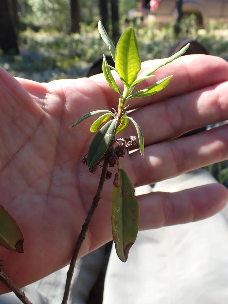 Kalmia Angustifolia