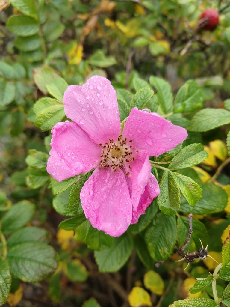 Rosa Rugosa