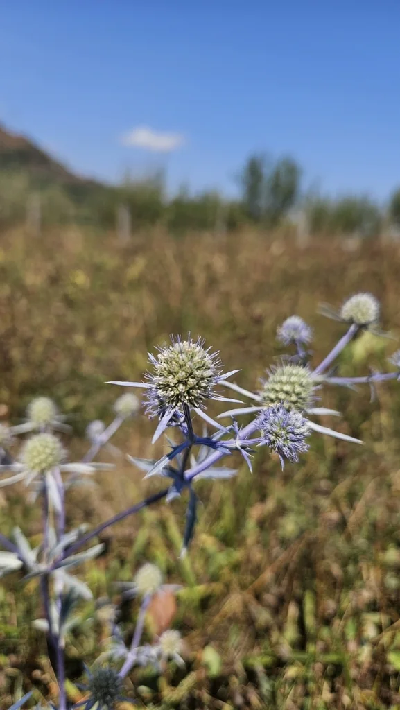 Eryngium Planum