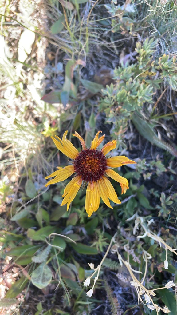 Gaillardia Aristata
