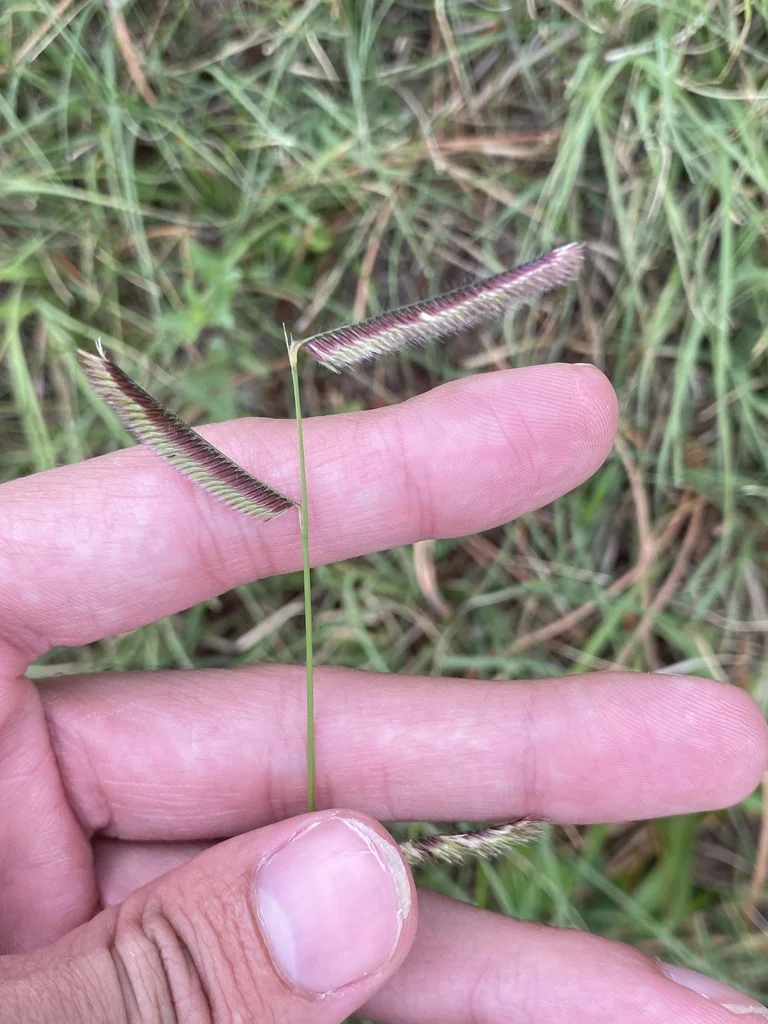 Bouteloua Gracilis