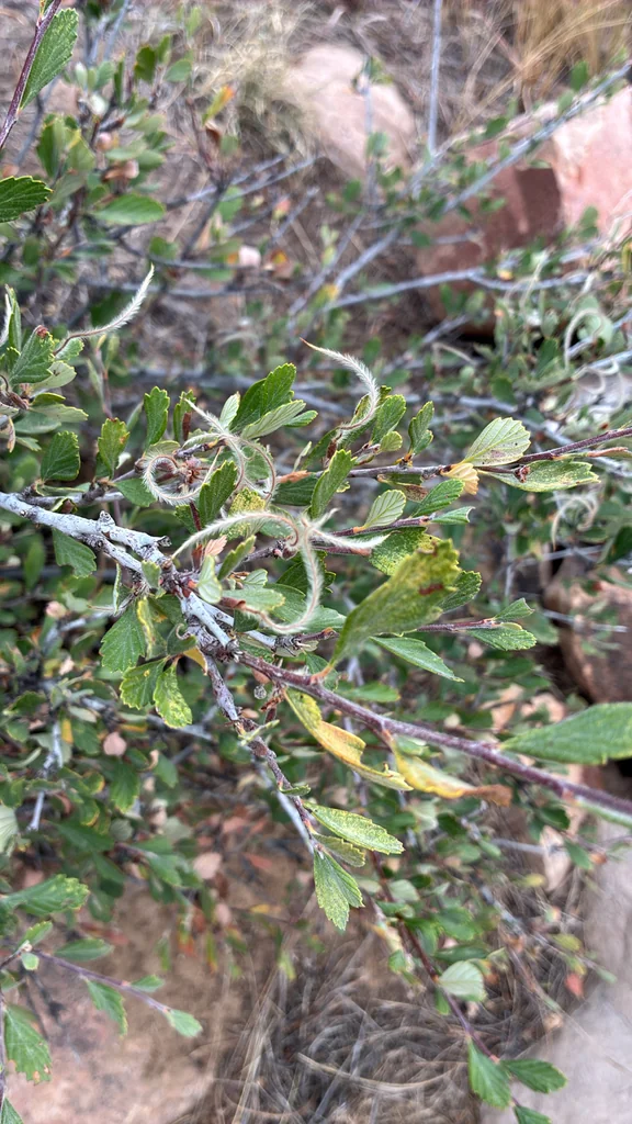 Cercocarpus Montanus